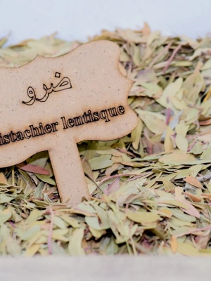 1695223262Pistachier Feuilles de Pistachier Lentisque