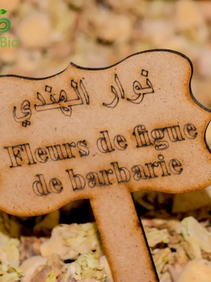 1695225211fleurs-de-figue-de-barbarie-800 Fleurs de Figues de Barbarie