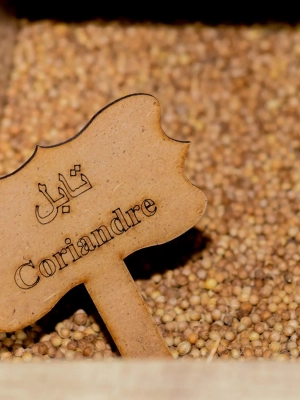 Coriandre en graines